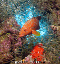 Jewel wrasse, Abu erg Ramada, Red Sea Egypt, Powershot G7... by Willem Mazerant 